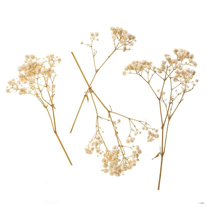 Gypsophila Natural / 4 Stems, 20 cm