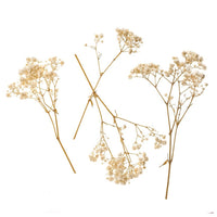 Gypsophila Natural / 4 Stems, 20 cm