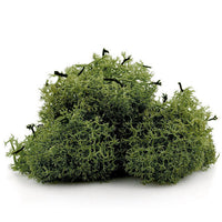 Iceland Moss 12 g | various colors - image 2