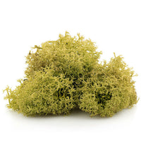 Iceland Moss 12 g | various colors - image 3