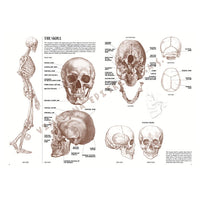 Leonardo Collection 04 Anatomy