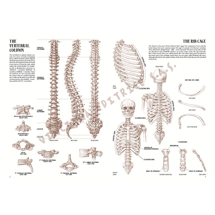 Leonardo Collection 04 Anatomy