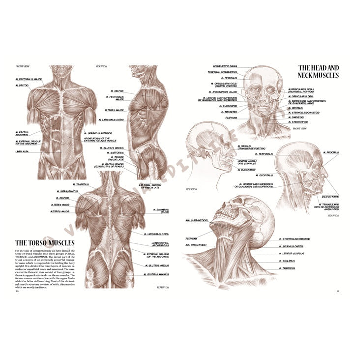 Leonardo Collection 04 Anatomy