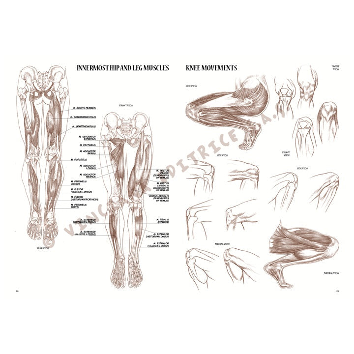 Leonardo Collection 04 Anatomy