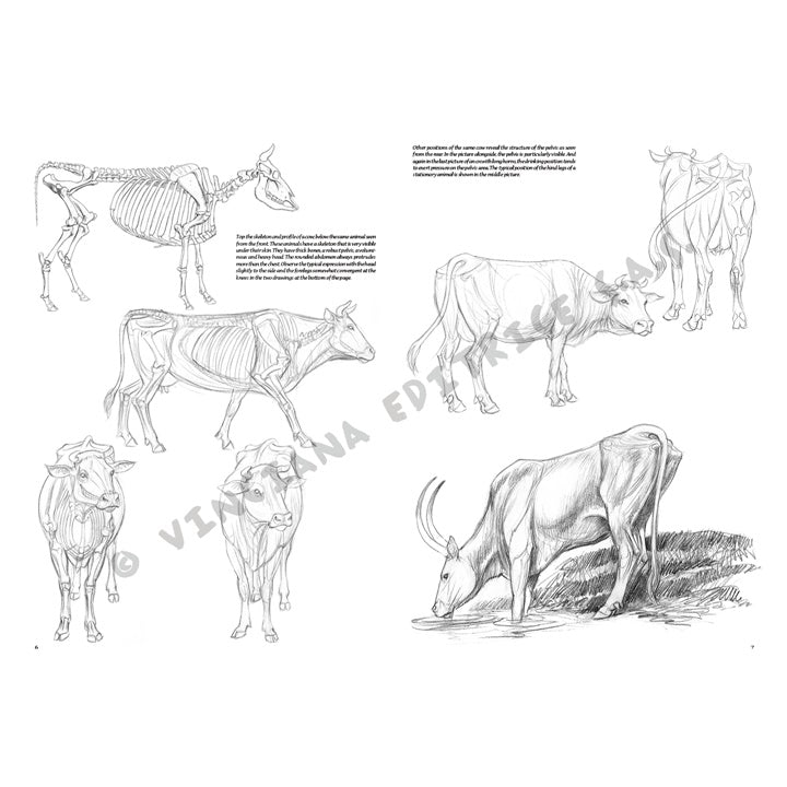 Leonardo Collection 13 Animals — image 1