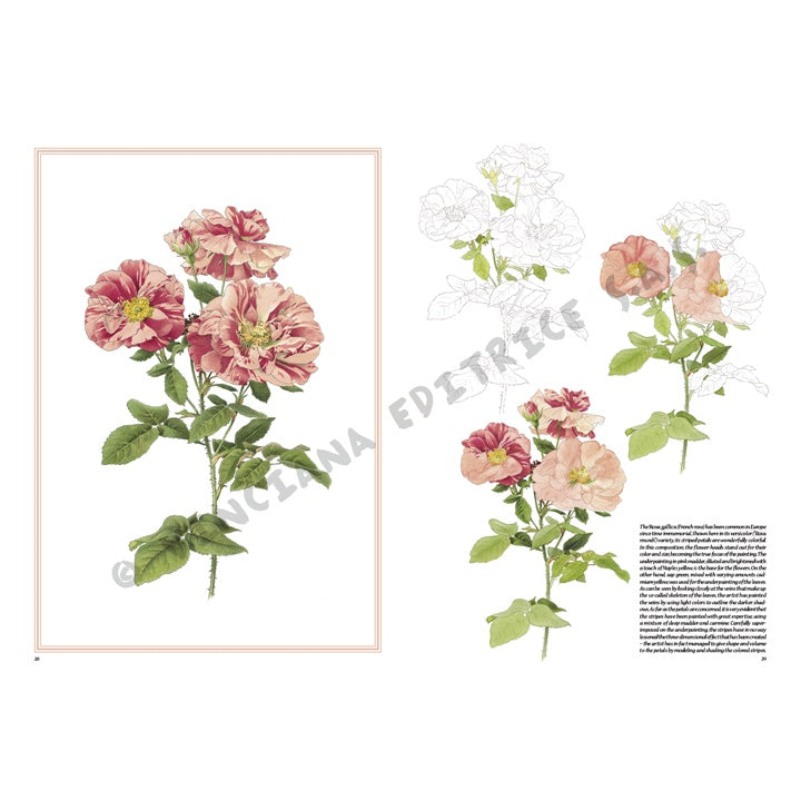 Leonardo Collection 42 Roses - image 7