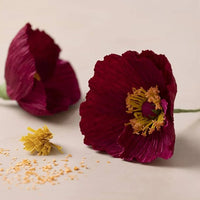 Mini Craft Set | Crepe Paper Poppies — image 3