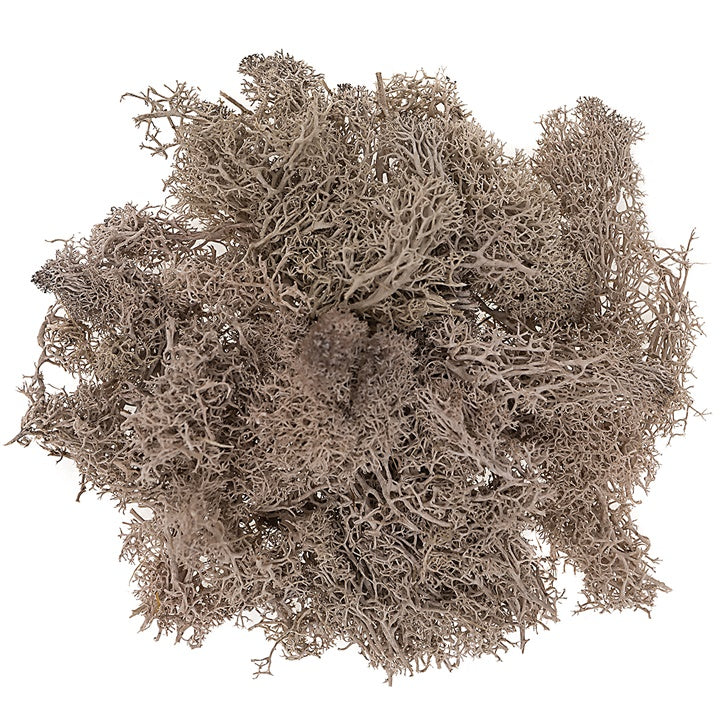 Natural Reindeer Moss 30 g | various shades — image 3