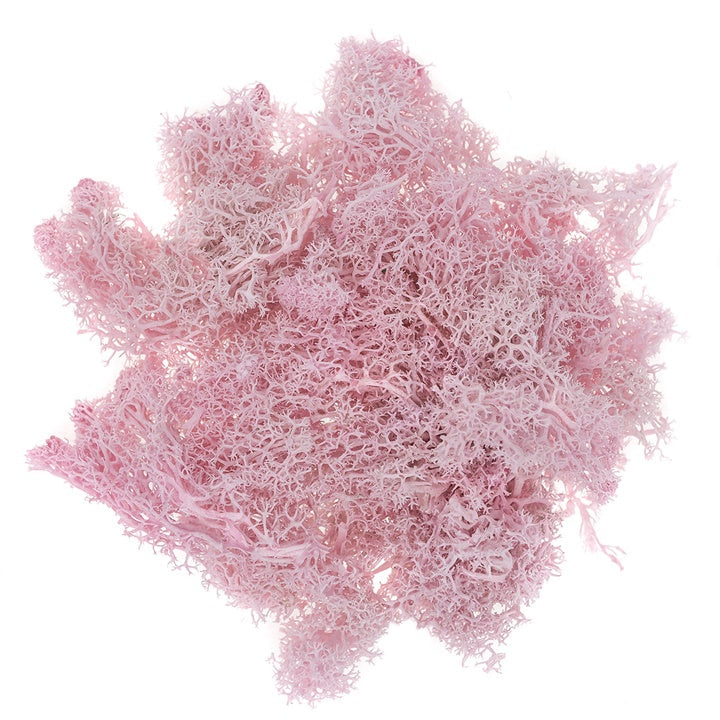 Natural Reindeer Moss 30 g | various shades — image 5