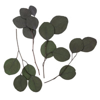 Stabilized Eucalyptus Populus, Green / 4 Stems, 20 cm, image 2