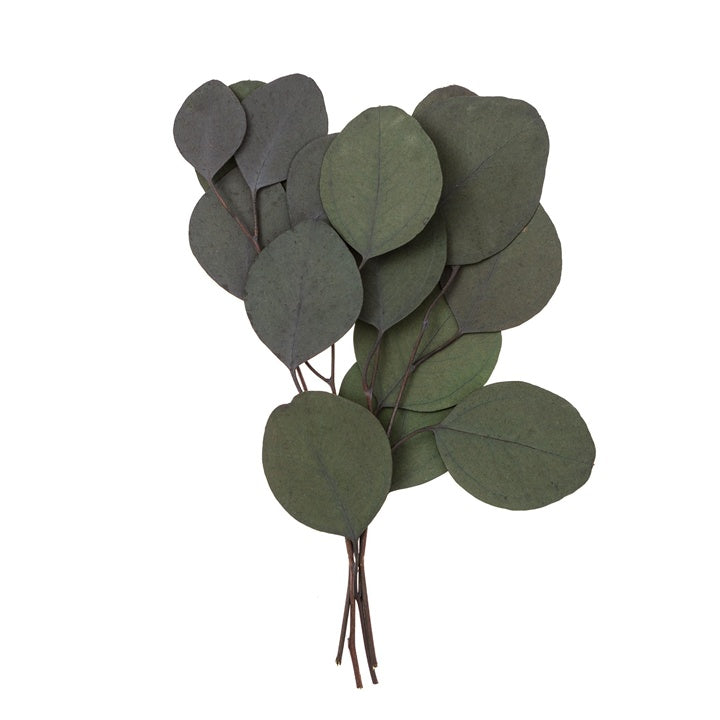 Stabilized Eucalyptus Populus, Green / 4 Stems, 20 cm, image 1